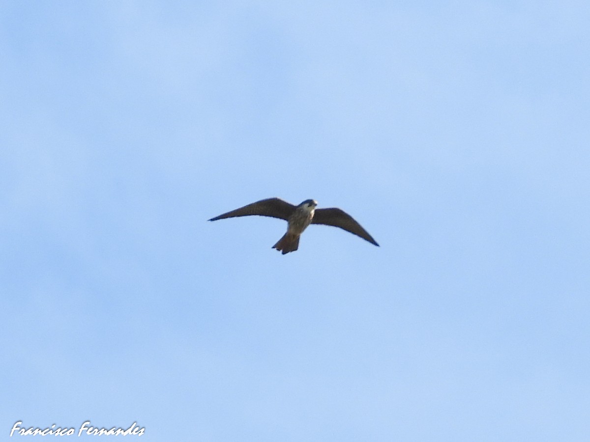 Eleonora's Falcon - ML640973588
