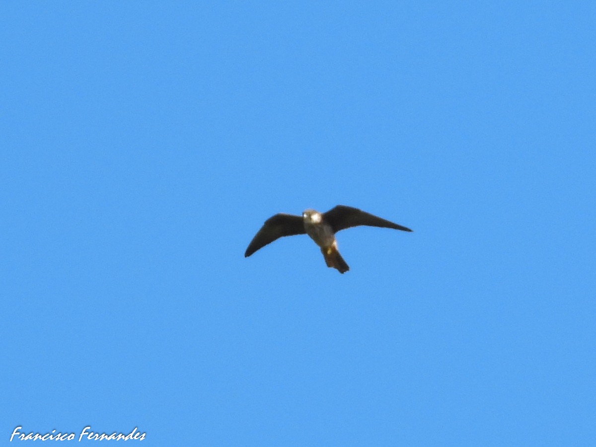 Eleonora's Falcon - ML640973590