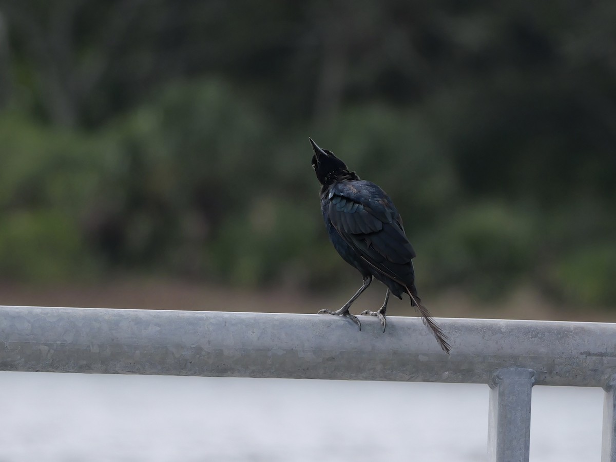 Boat-tailed Grackle - ML640973637