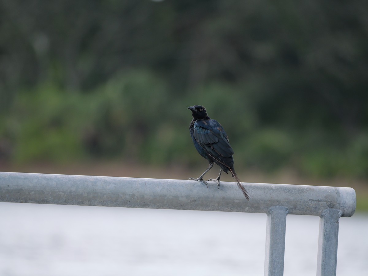 Boat-tailed Grackle - ML640973638
