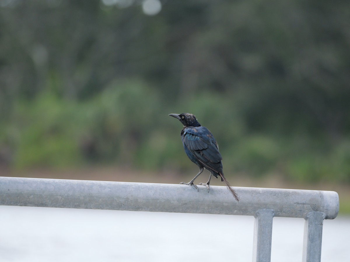 Boat-tailed Grackle - ML640973639