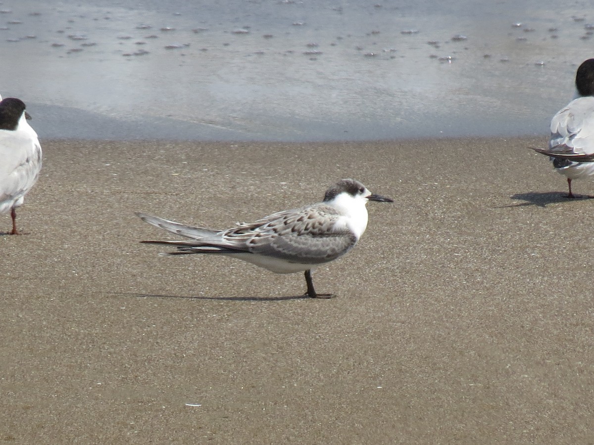 Roseate Tern - ML640973736