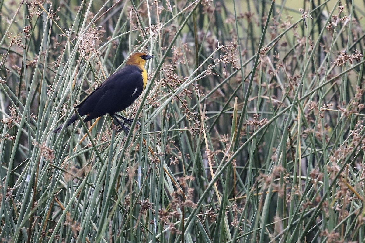 Yellow-headed Blackbird - ML640973757