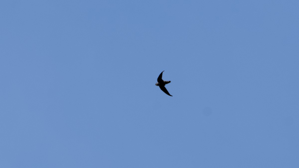Chimney Swift - ML640973792