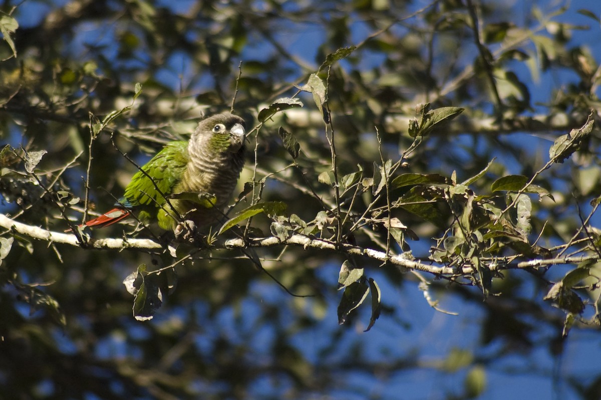 Green-cheeked Parakeet - ML640973819