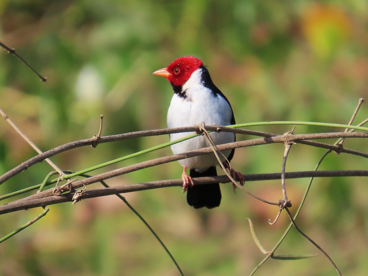 Yellow-billed Cardinal - ML640973853
