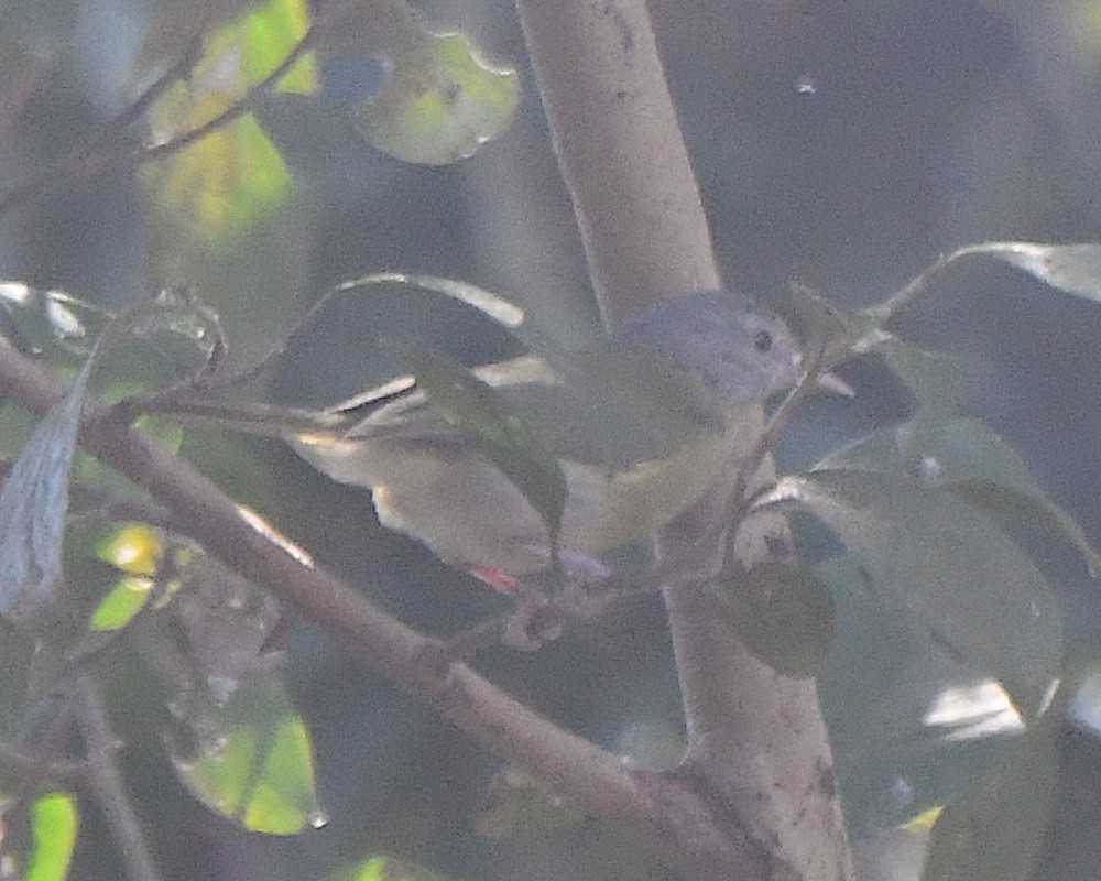 Ashy-headed Greenlet - ML640973858