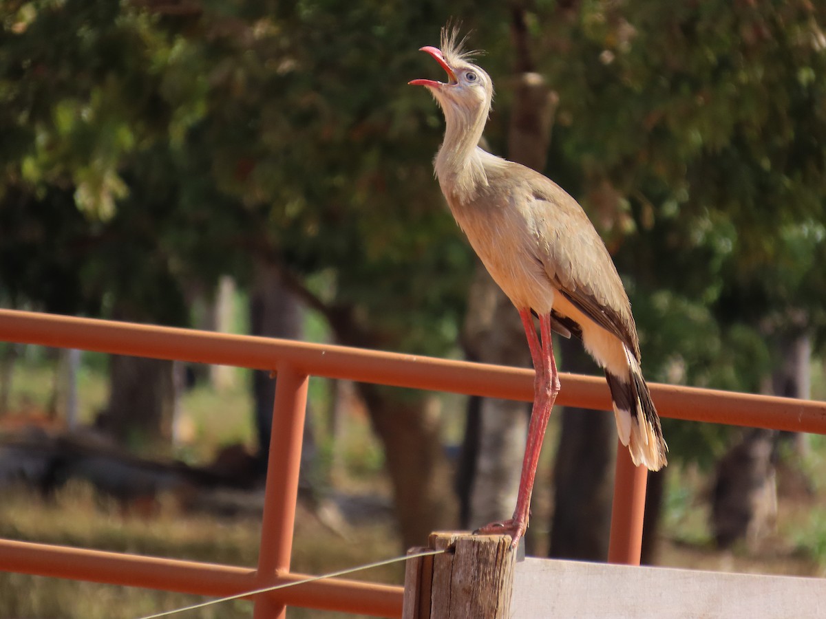 Red-legged Seriema - ML640973893