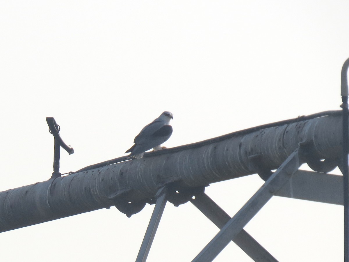 Black-winged Kite (Asian) - ML640973895