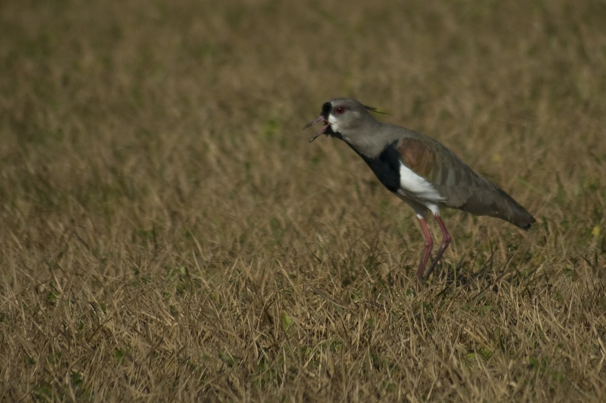Southern Lapwing - ML640973897