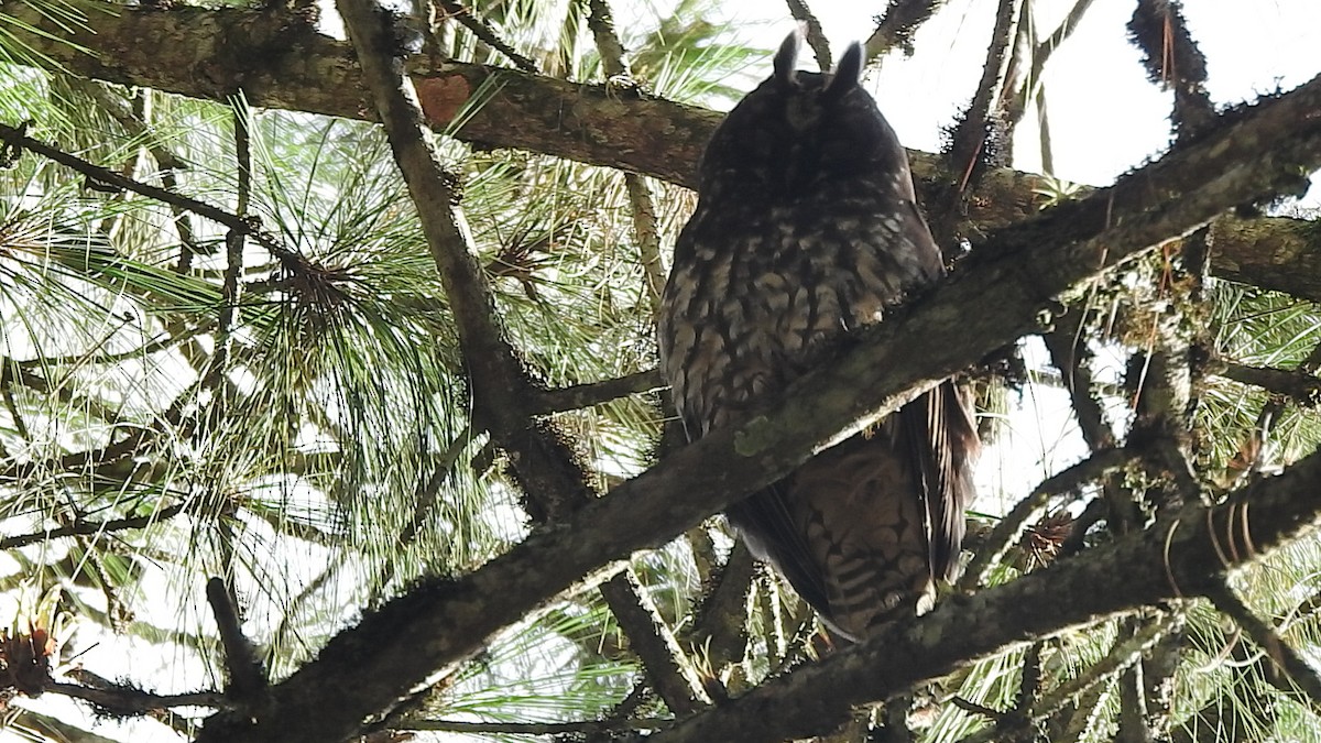 Stygian Owl - ML640973905