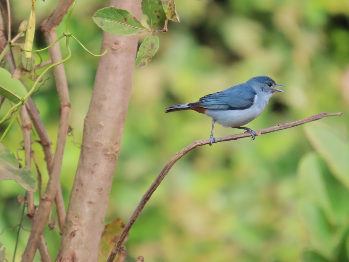 Chestnut-vented Conebill - ML640973909