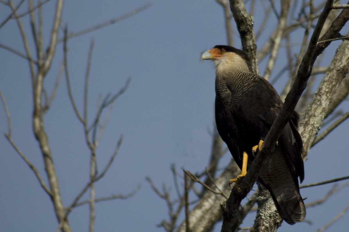 Crested Caracara - ML640973915