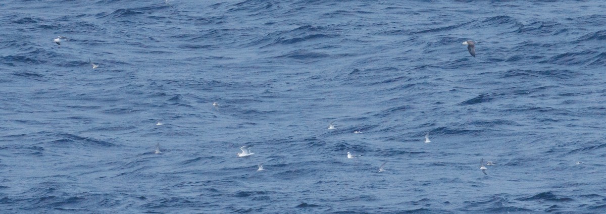 Arctic Tern - ML640973929