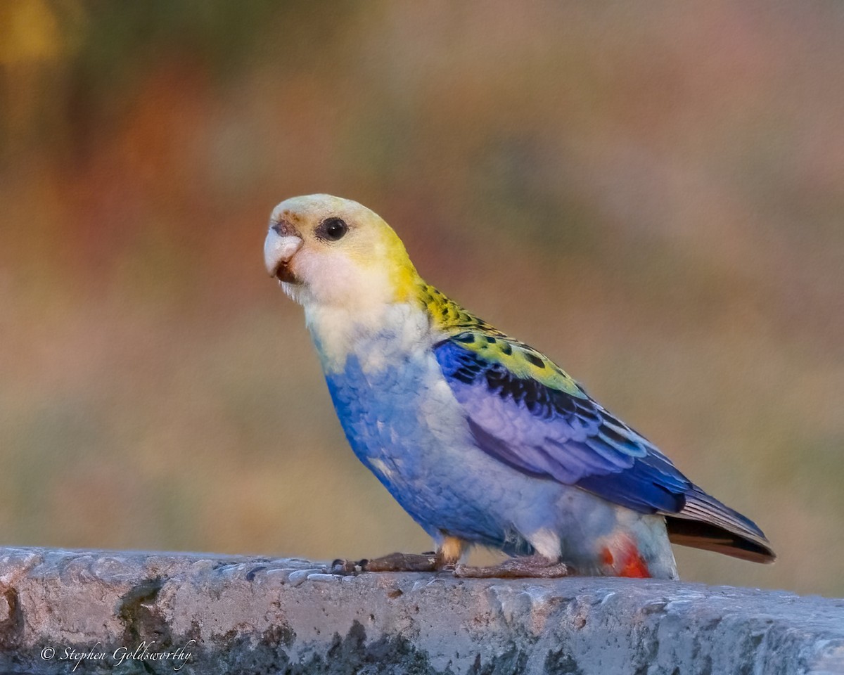 Pale-headed Rosella - ML640973937