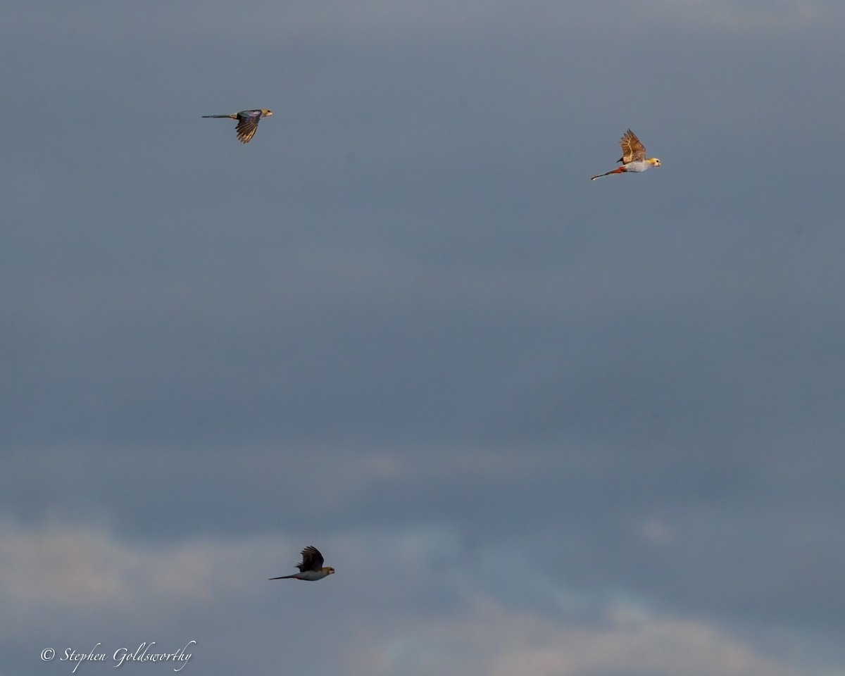 Pale-headed Rosella - ML640973938