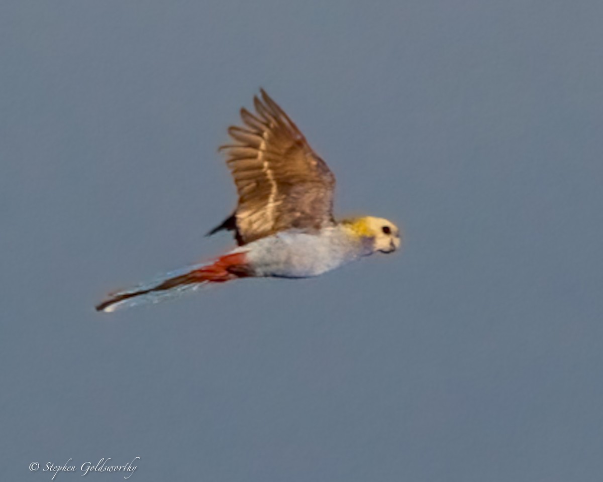 Pale-headed Rosella - ML640973940