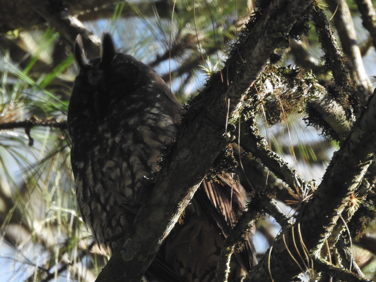 Stygian Owl - ML640973961