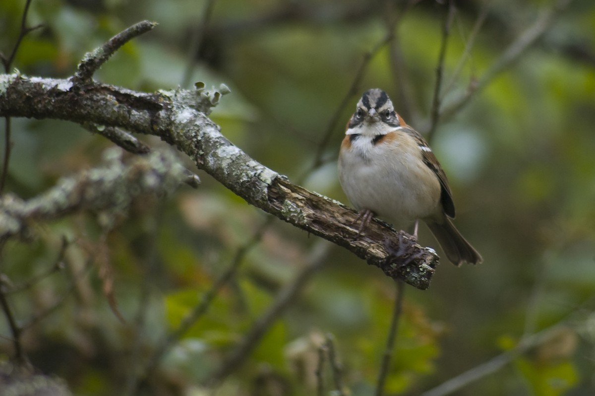 Rufous-collared Sparrow - ML640973978