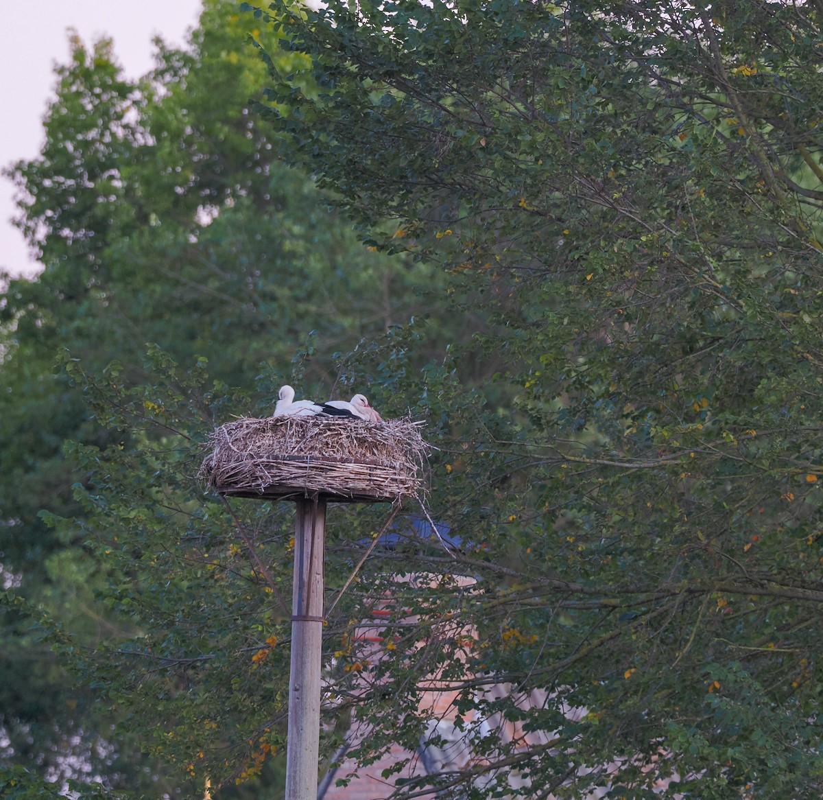 White Stork - ML640973986