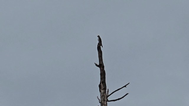 Olive-sided Flycatcher - ML640973993
