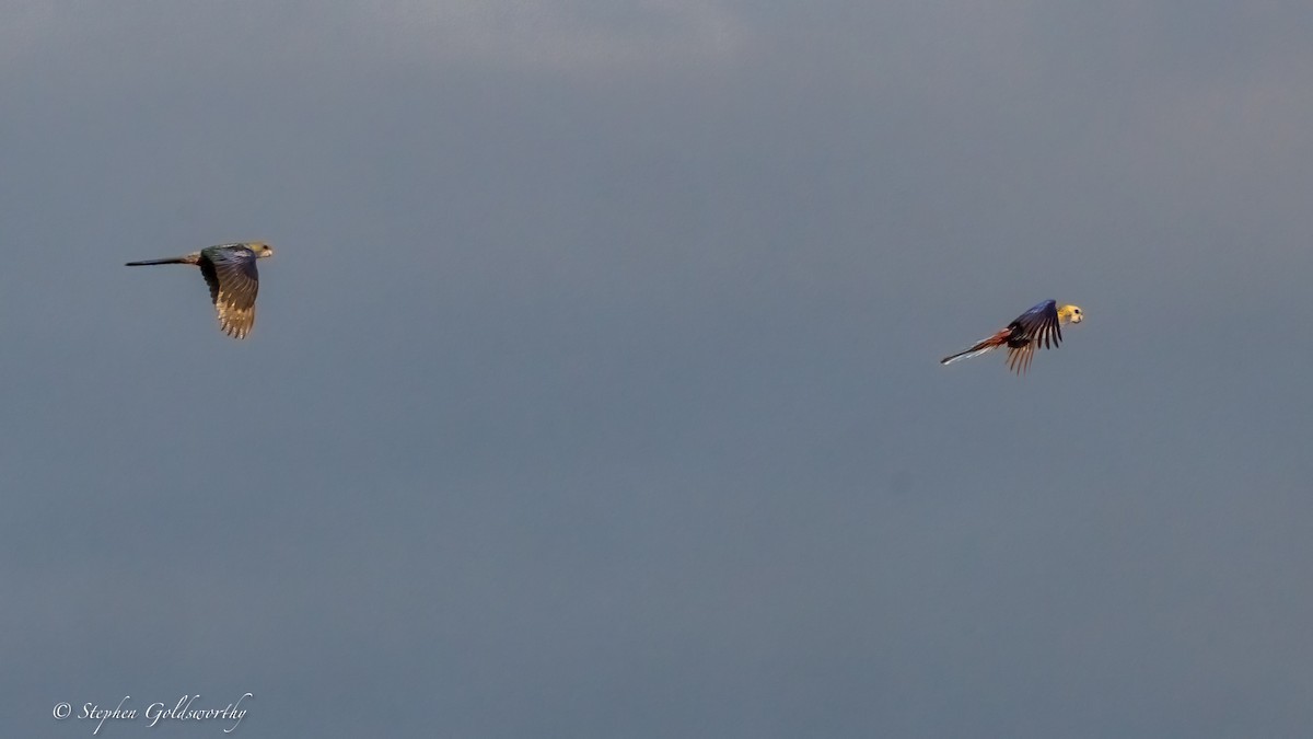 Pale-headed Rosella - ML640974002
