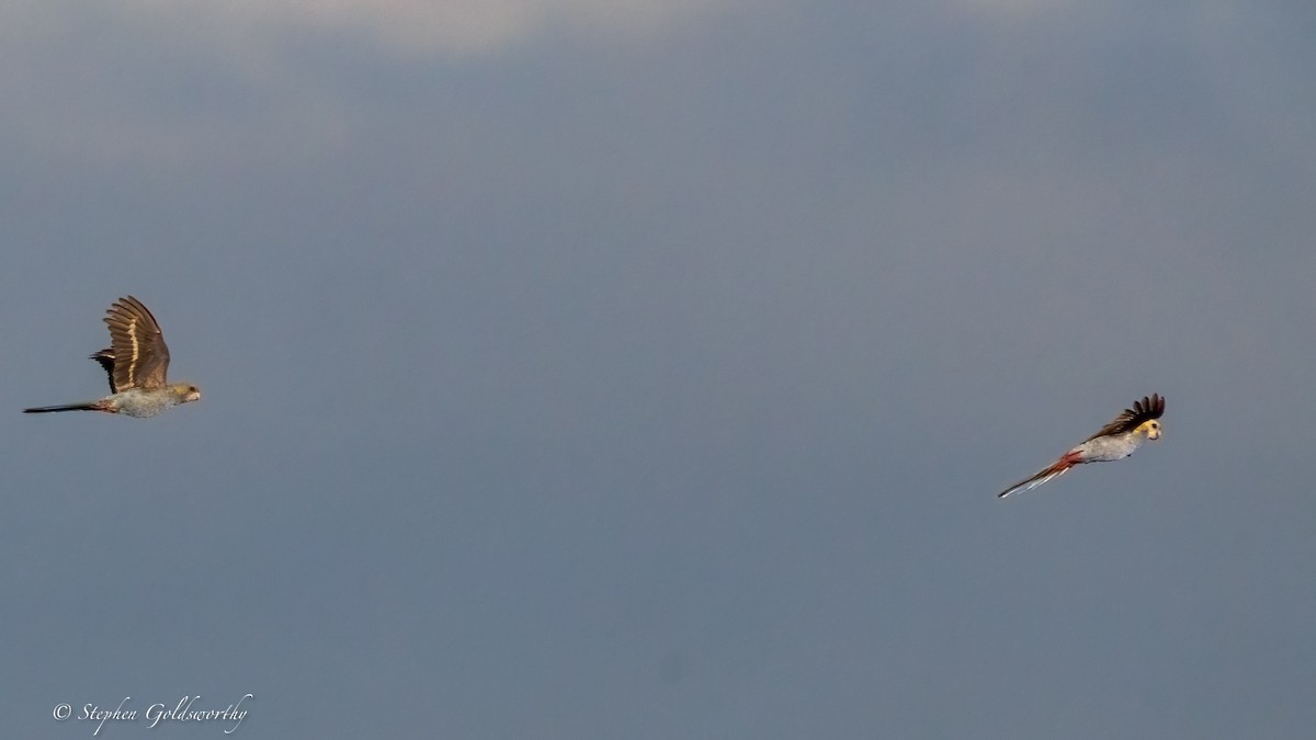 Pale-headed Rosella - ML640974003