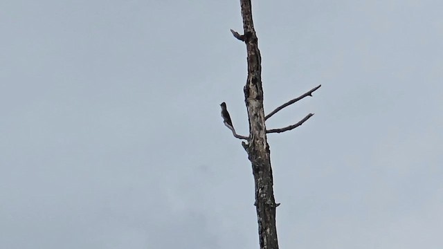 Olive-sided Flycatcher - ML640974007
