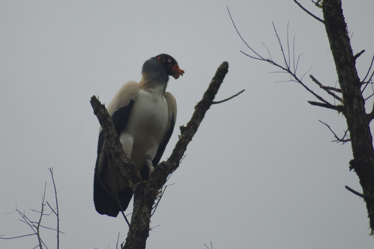King Vulture - ML640974010