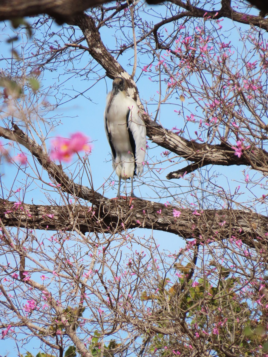 Wood Stork - ML640974025