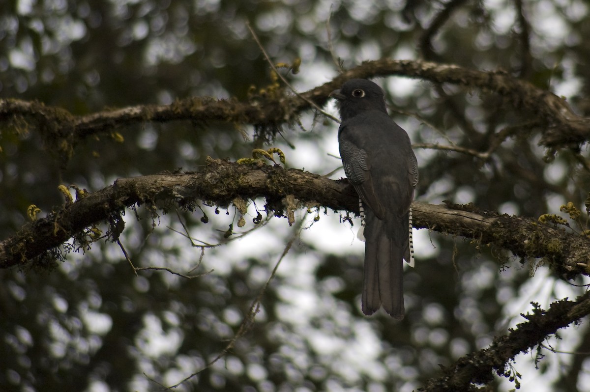 Blue-crowned Trogon - ML640974034