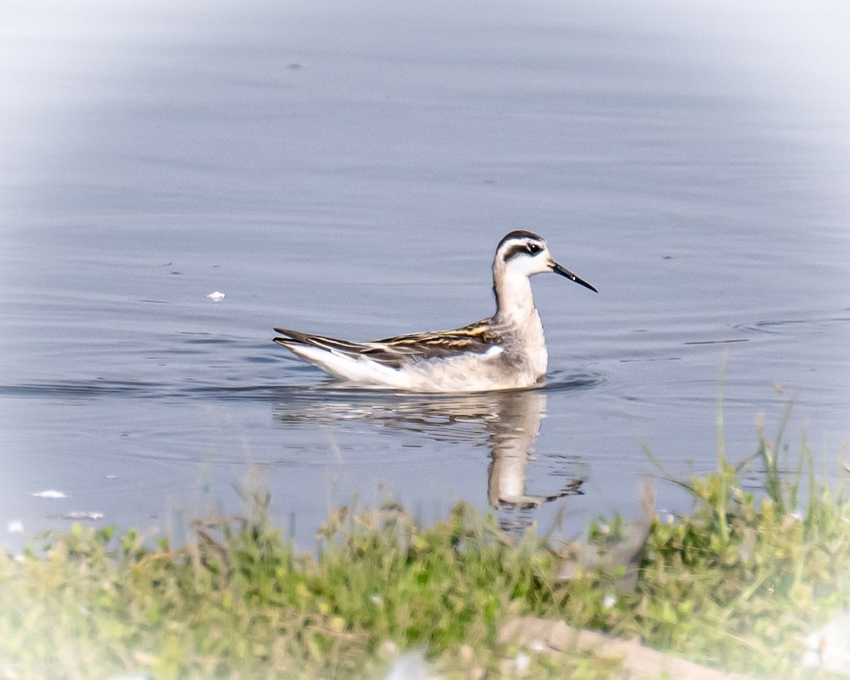 Phalarope à bec étroit - ML640974078