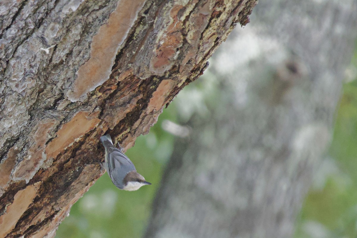Brown-headed Nuthatch - ML640974096