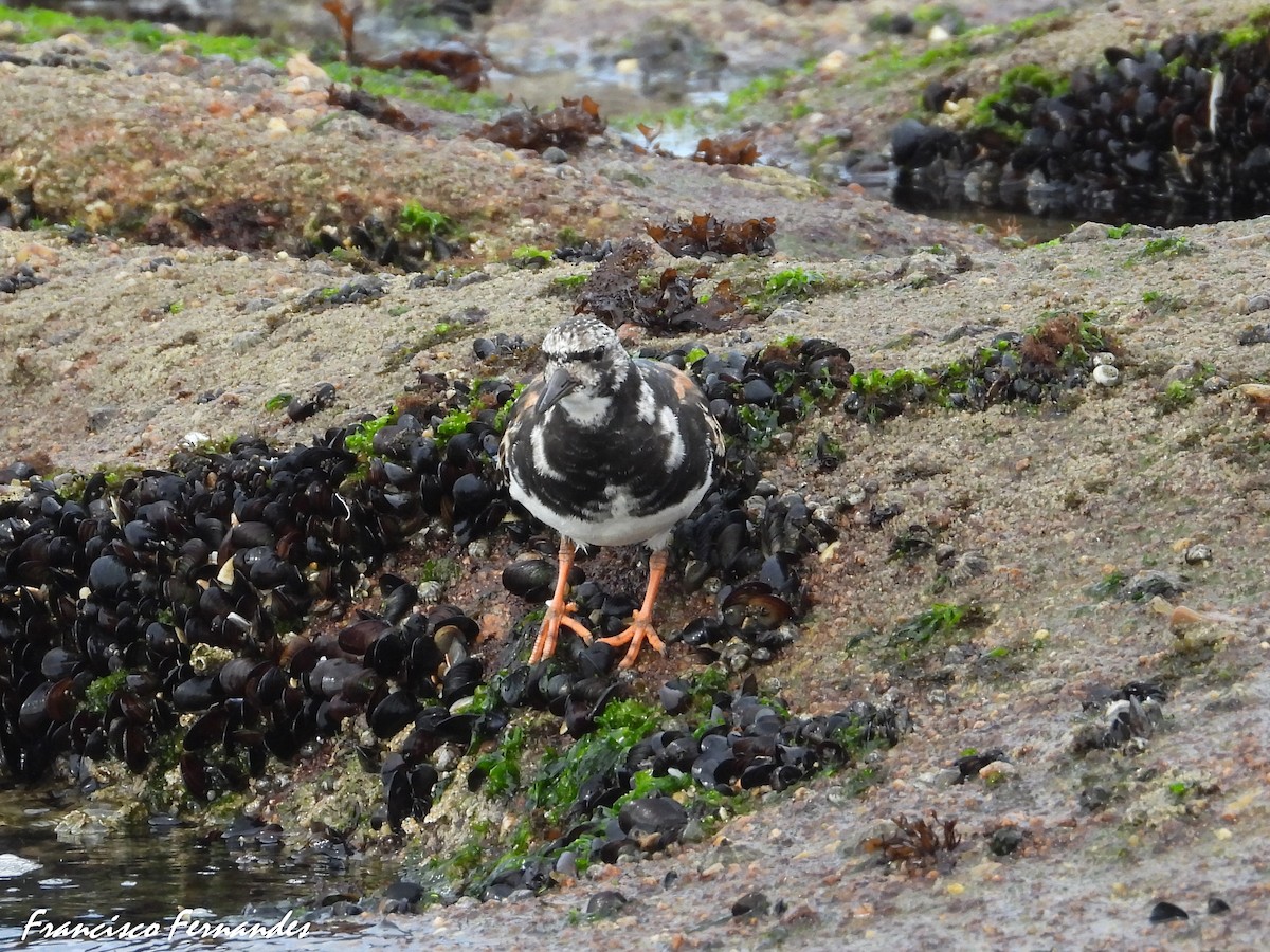 Voltapietre - ML640974126