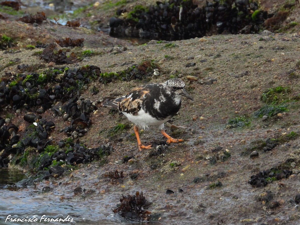 Voltapietre - ML640974127