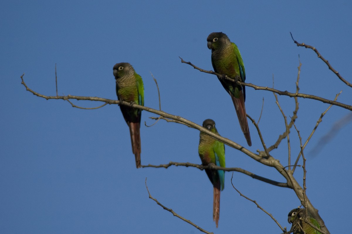 Green-cheeked Parakeet - ML640974132