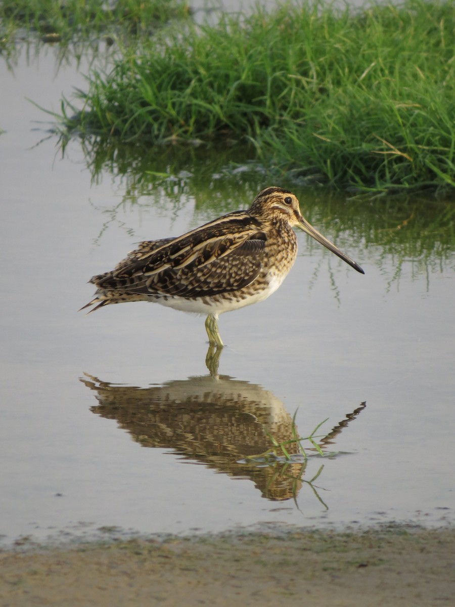 Common Snipe - ML640974145