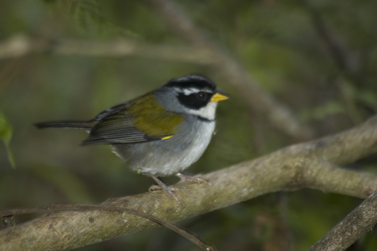 Moss-backed Sparrow - ML640974167
