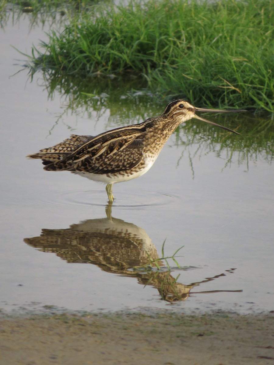 Common Snipe - ML640974181