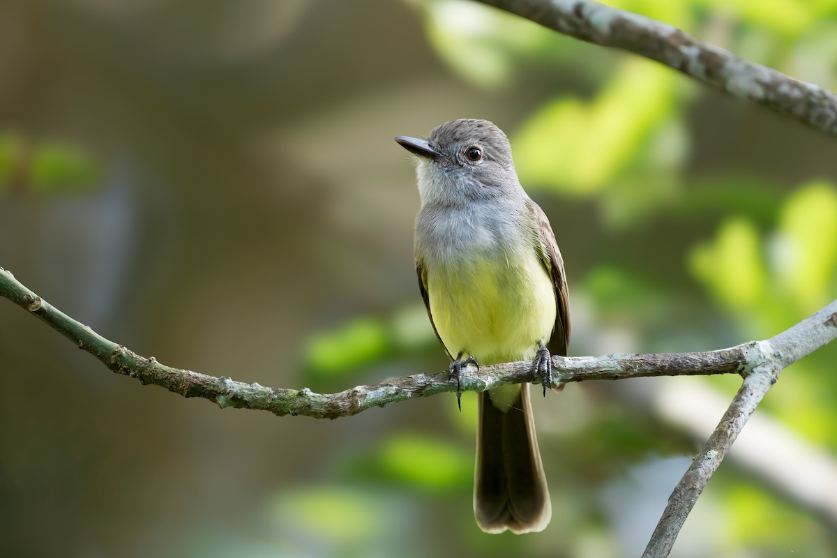 Panama Flycatcher - ML640974186