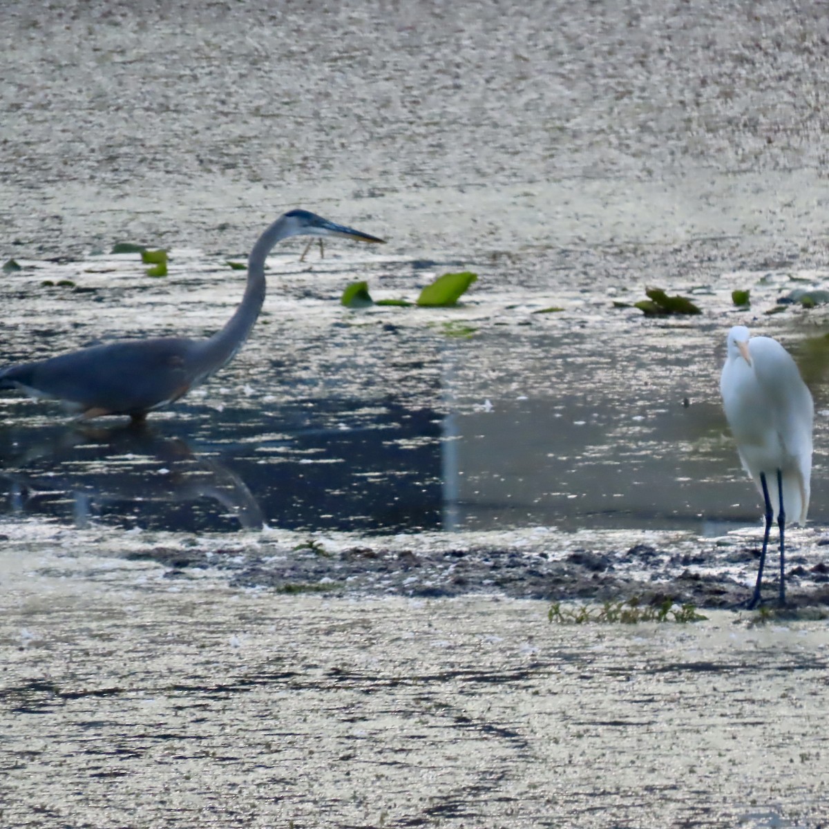 Great Blue Heron - ML640974210