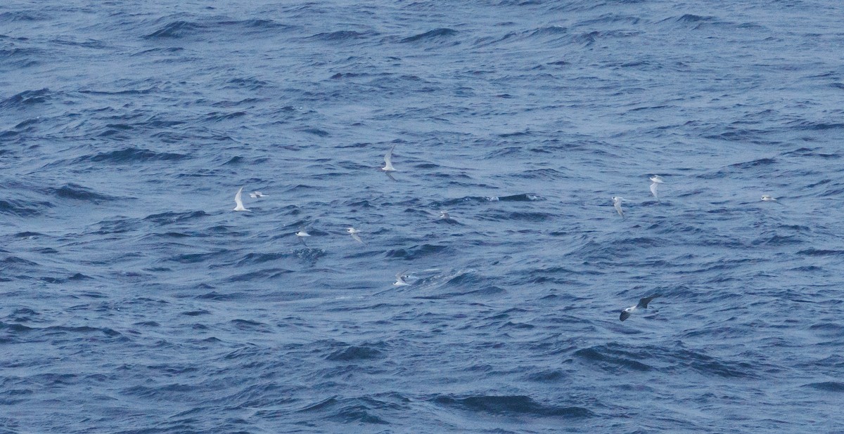 Arctic Tern - ML640974212