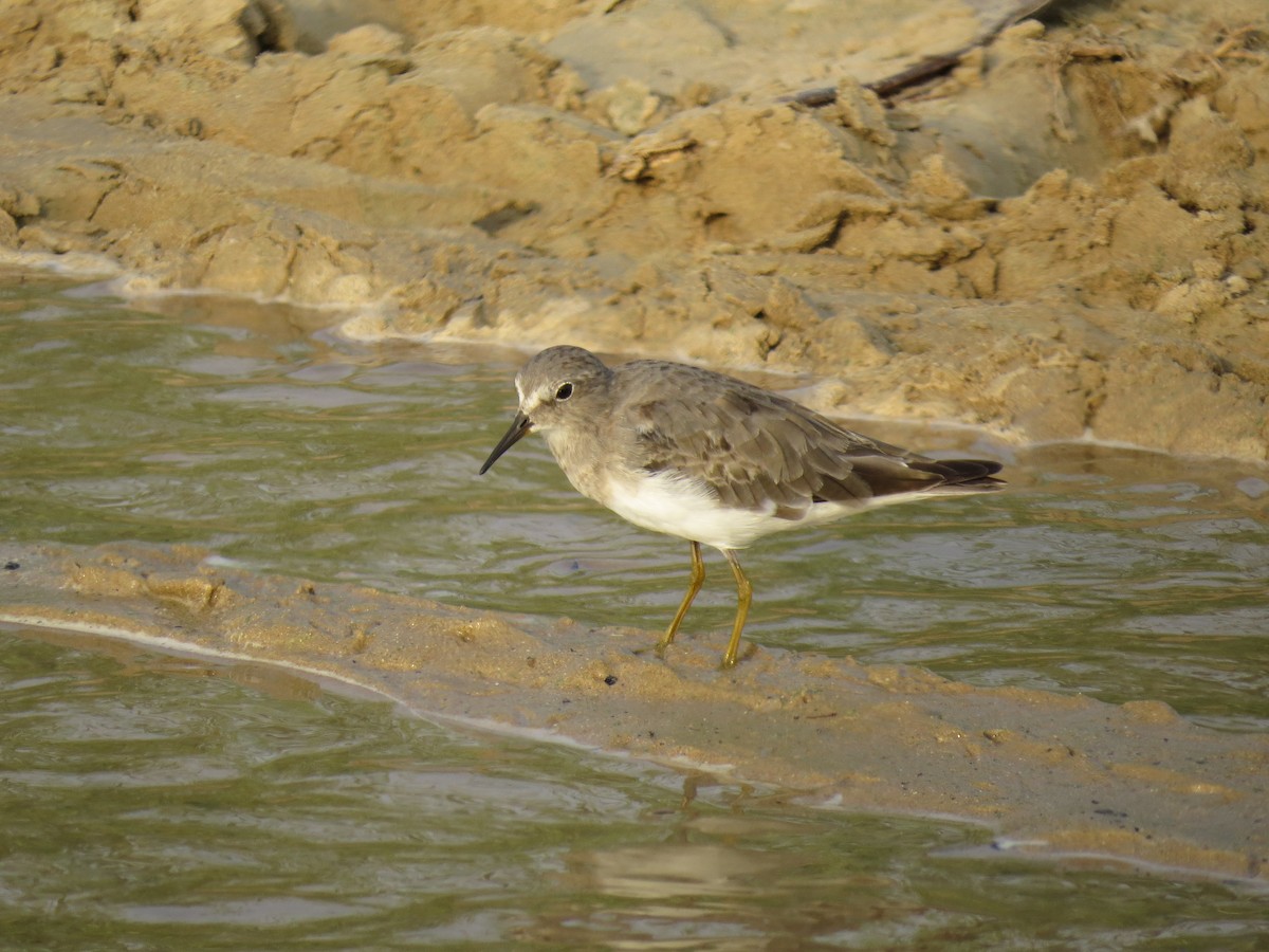 Temminck's Stint - ML640974214
