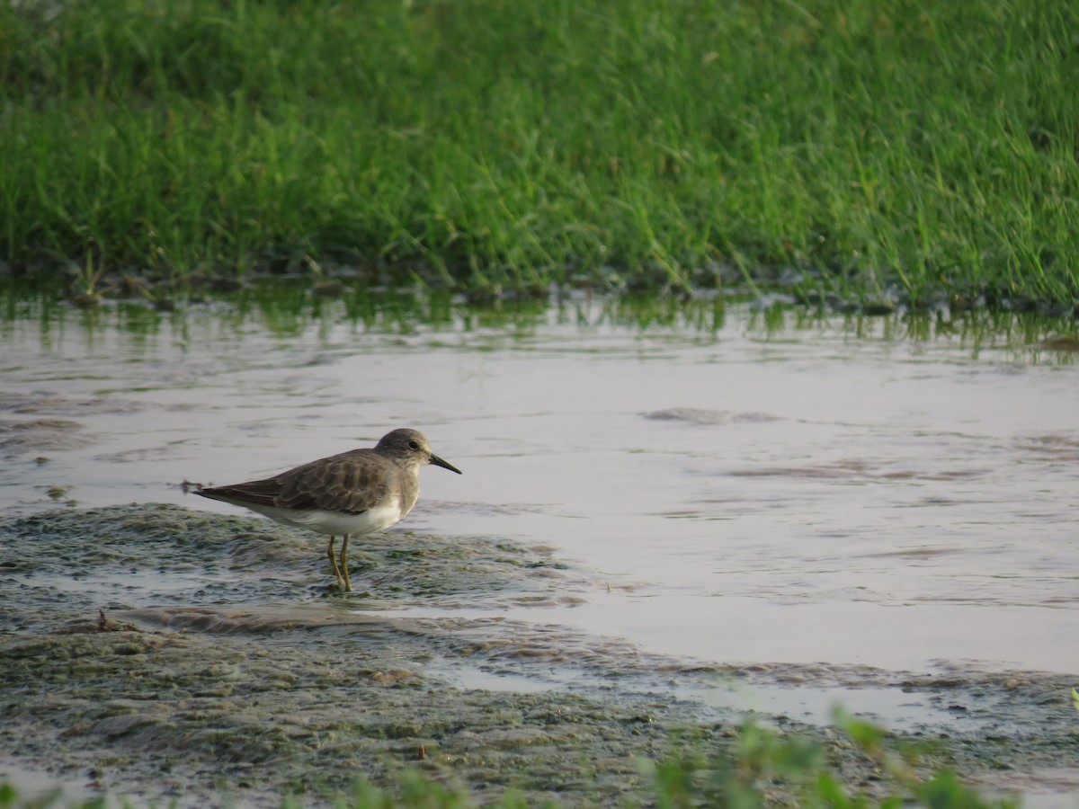 Temminck's Stint - ML640974237