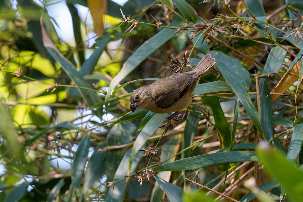 Temminck's Seedeater - ML640974254
