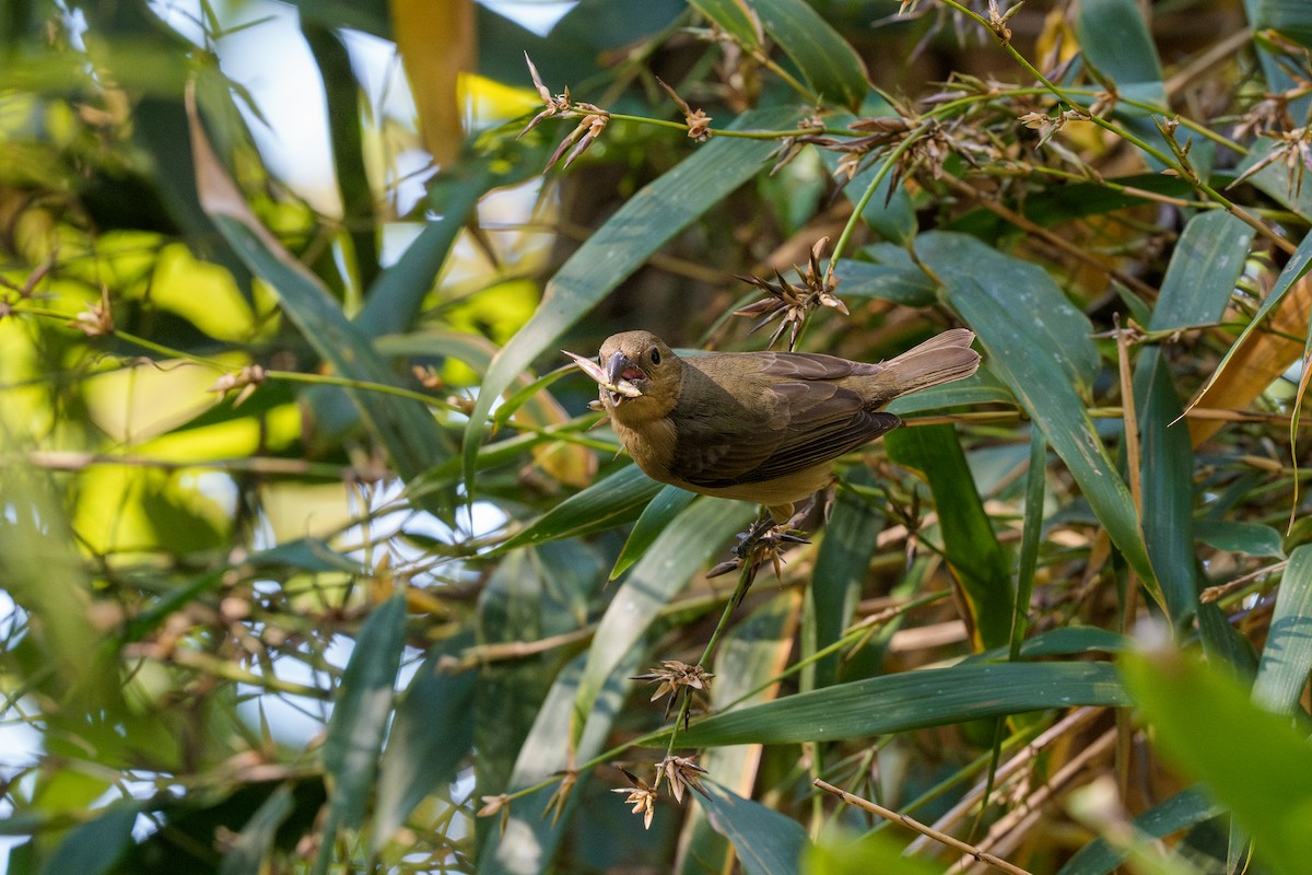 Temminck's Seedeater - ML640974255
