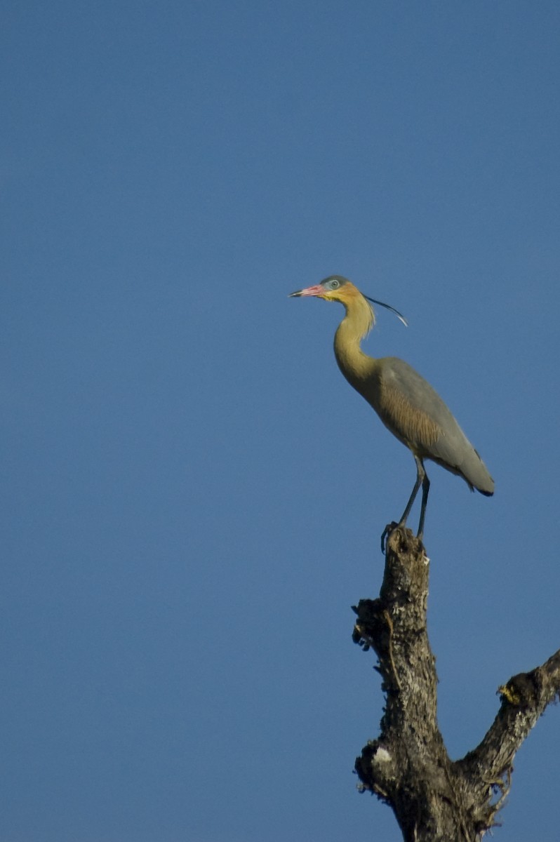 Whistling Heron - ML640974266