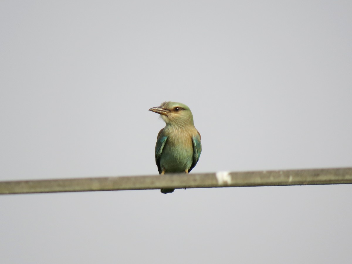 European Roller - ML640974298