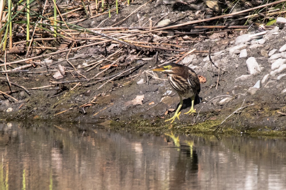 Green Heron - ML640974300