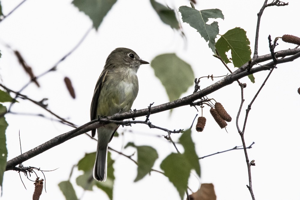 Least Flycatcher - ML640974324